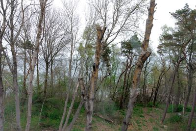 улица Ольховая, 39